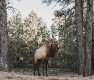 ELK Stack Loganalyse Einrichtung: Schritt-für-Schritt-Anleitung
