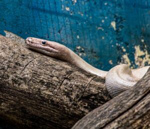 Linux-Logs mit Python analysieren: Der Praxisleitfaden